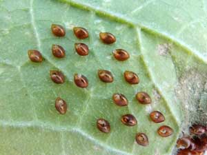 Squash Bug, Anasa tristis, © by Mike Plagens