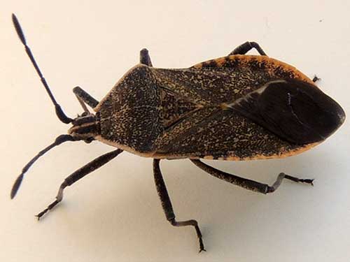 Squash Bug, Anasa tristis, © by Mike Plagens