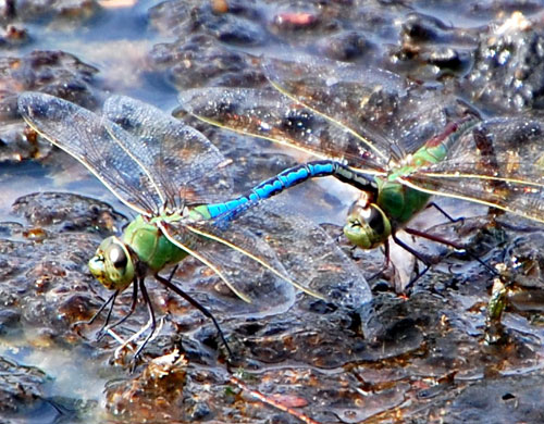 Maiting pair of Green Darner Dragonflies, Anax junius, photo © by Mike Plagens