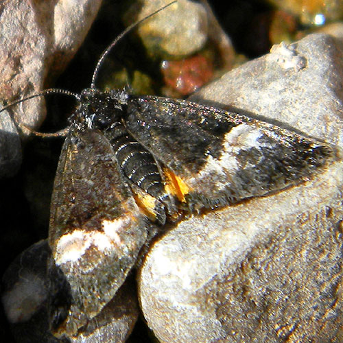 a day flying Noctuidae, possibly an Annaphila sp., in the Sonoran Desert photo © by Mike Plagens