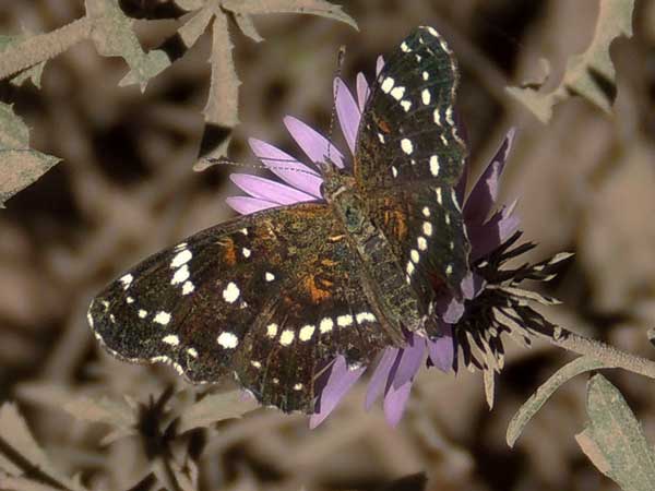 Texas Crescent, Anthanassa texana, Peppersauce Canyon, Sta Catalina Mts photo © by Mike Plagens