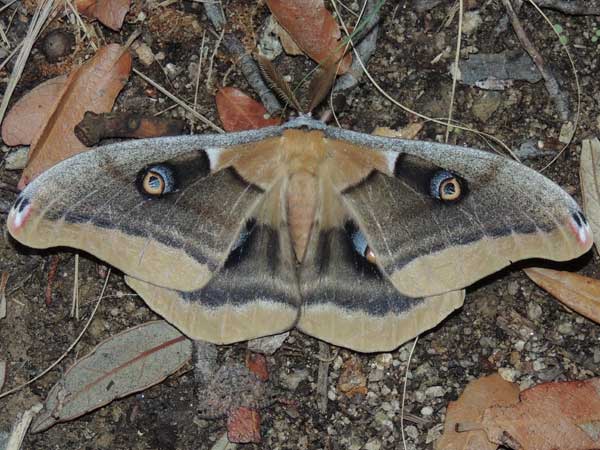 a Western Polyphemus, Antheraea oculea, photo © by M. Plagens