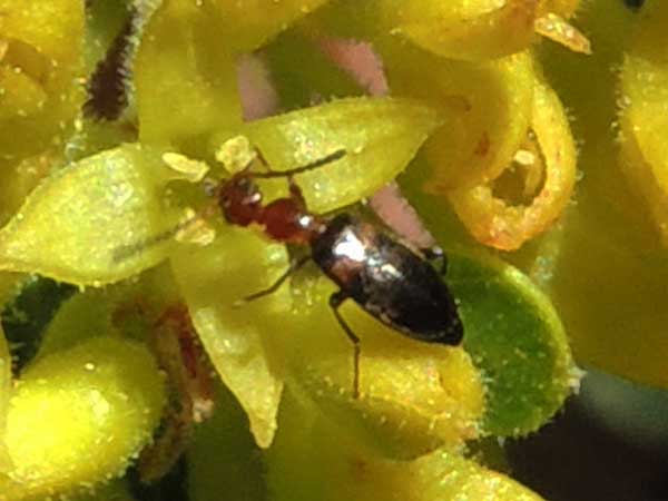 an Ant-Like Flower Beetle, Anthicis sp., photo © by Michael Plagens