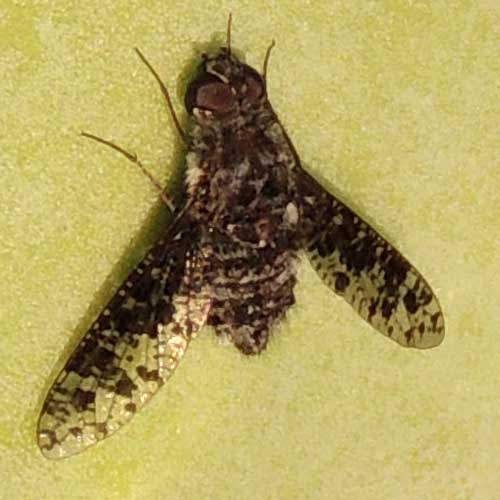 a bee fly, Anthrax sp,  photo © by Mike Plagens