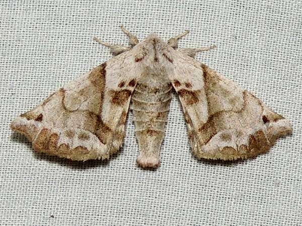 a Baccharis-feeding silk moth, Apatelodes pudefacta, photo © by M. Plagens
