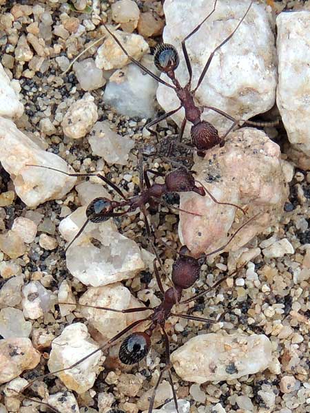 Thread-wasted Ant, Aphaenogaster albisetosa, photo © by Mike P{lagens