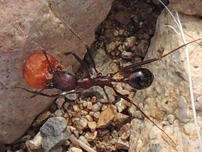 Thread-wasted Ant, Aphaenogaster albisetosa, photo © by Mike P{lagens