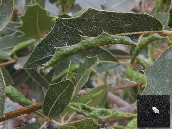 small white aphids, Stegophylla essigi, inside folded leaf of Emory Oak © by Michael Plagens