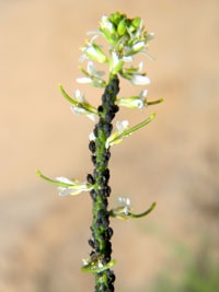 an ephemeral colony of aphids on this ephemeral mustard