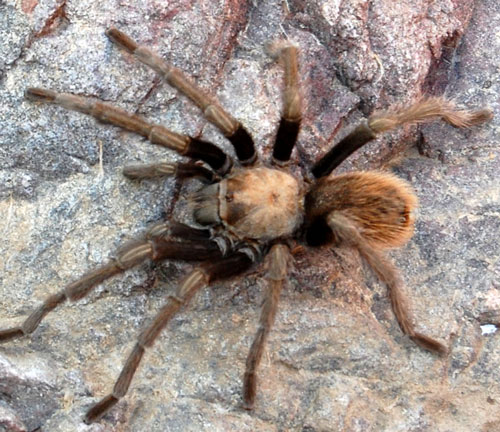 Aphopelma tarantula spider photo © by Mike Plagens