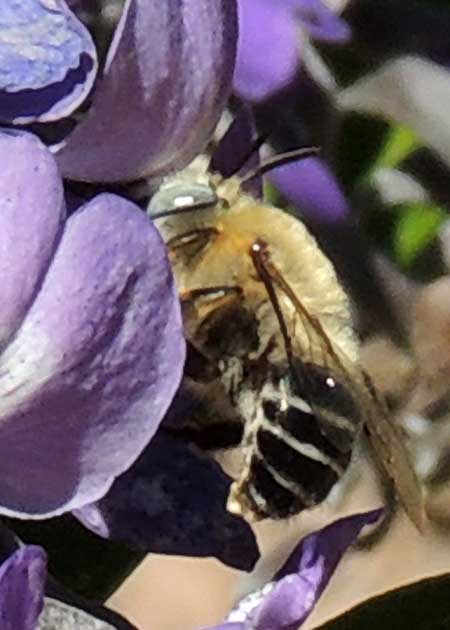 a Apidae, probably Centris, photo © by Mike Plagens