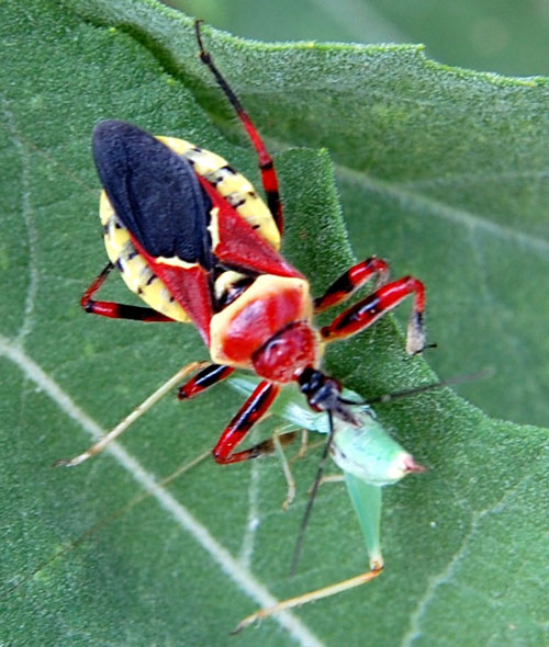 Apiomerus flaviventris photo © by Michael Plagens