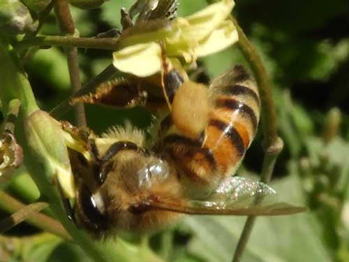 Honey Bee at flowers of Brassica tournefortii inflorescence