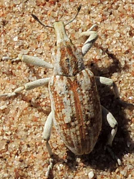 Apleurus albovestitus weevil beetle photo © by Mike Plagens