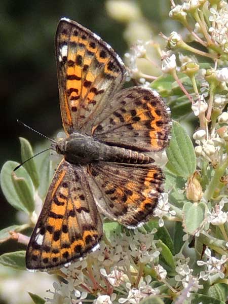 Apodemia nais butterfly photo © by Mike Plagens