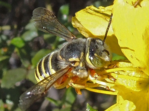 a Apidae, possibly Anthophorula, photo © by Michael Plagens