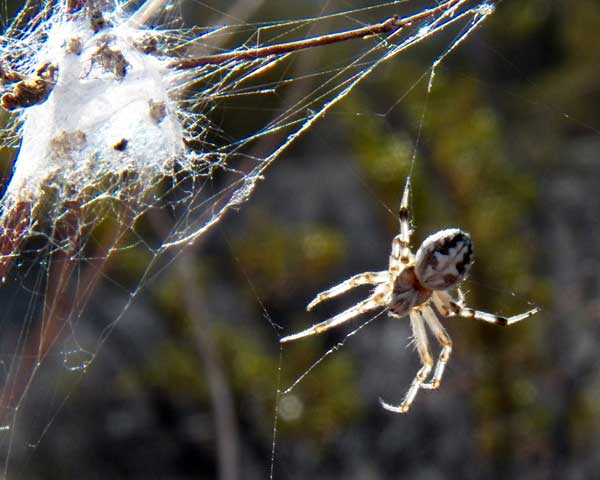 an orb weaver spider, Araneus sp from the Sonoran Desert photo © by Mike Plagens