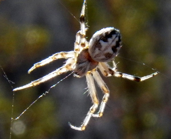 an orb weaver spider, Aculepiera sp from the Sonoran Desert photo © by Mike Plagens