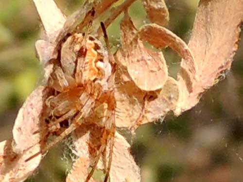 an orb weaver spider, Araneus sp from the White Tank Mountains, Arizona, photo © by Mike Plagens