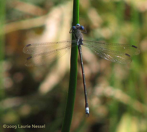 Archilestes grandis photo © by Laurie Nessel