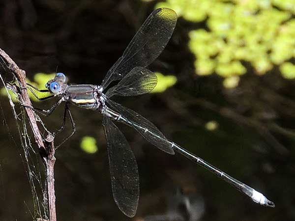 Graet Spreadwing, Archilestes grandis, photo © by Mike Plagens