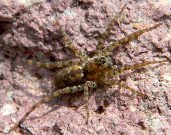 a wolf spider, Arctosa, from the Sonoran Desert photo © by Mike Plagens