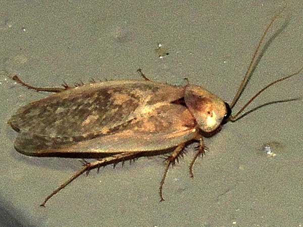 Desert Cockroach, Arenivaga erratica, photo © by Mike Plagens