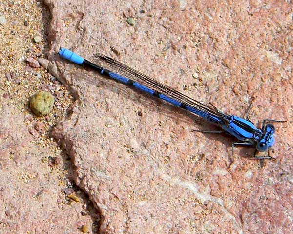 California or Apache Dancer, Argia sp., photo © by Michael Plagens