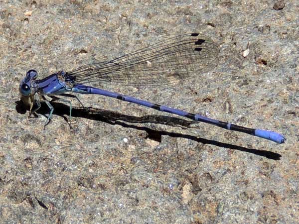 California Dancer, Argia agrioides, photo © by Mike Plagens