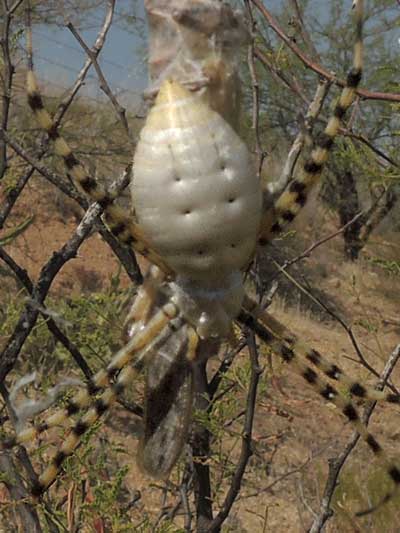 Argiope trifasciata photo © by Mike Plagens