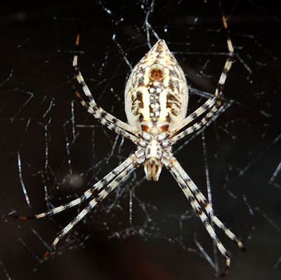 Argiope trifasciata photo © by Mike Plagens