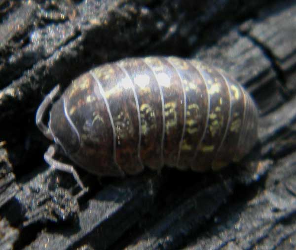 Common Pill Woodlouse, Armadillidium vulgare, photo © by Mike Plagens