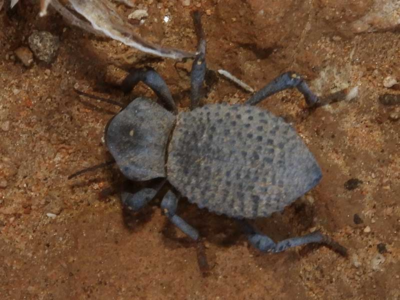 Desert Ironclad Beetle, Asbolus verrucosus, photo © by Mike Plagens