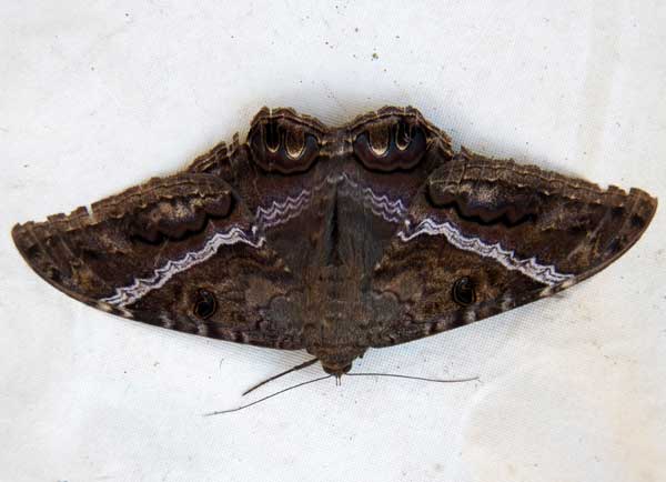 a very large gray-brown moth © by Mike Plagens