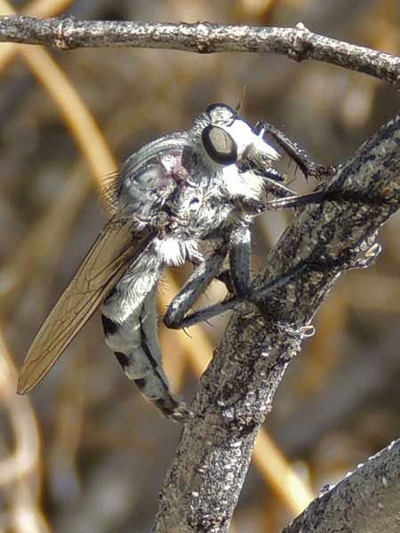 Efferia robber fly ovipositing photo © by Mike Plagens