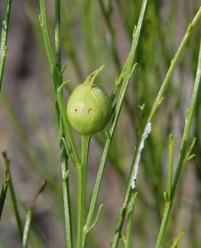 gall on Baccharis sarathroides caused by cecidomyiid © Mike Plagens