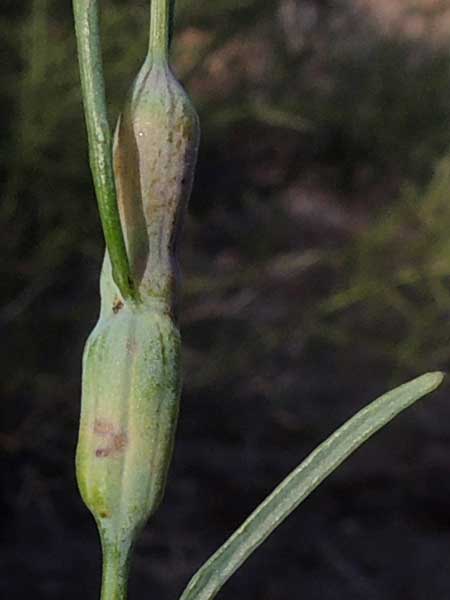 Gall Midge, Asphondylia, with host Porophyllum gracile,  photo © by Mike Plagens