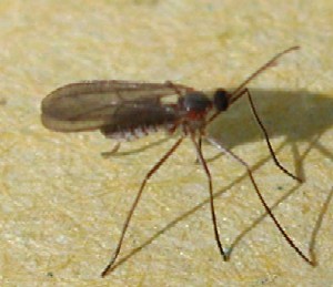 gall midge