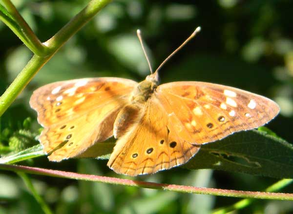 Hackberry Emporer, Aserocampa celtis, photo © by Mike Plagens