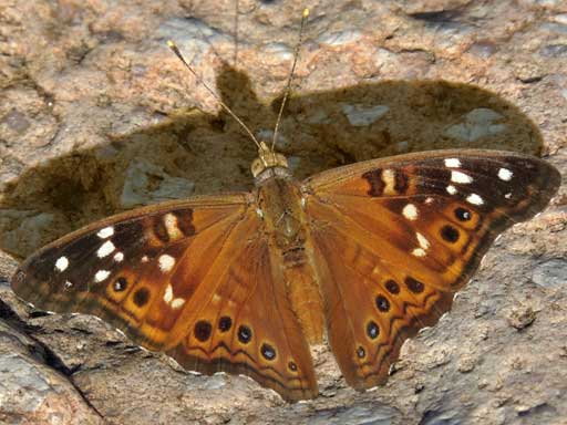 Asterocampa leilia (male) photo © by Mike Plagens