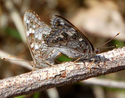 Asterocampa leilia photo © by Mike Plagens