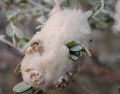 gall midge on Atriplex polycarpa