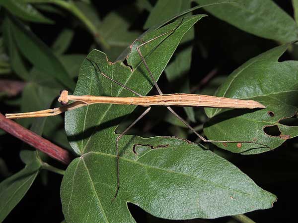 a wingless female mantis, Bactromantis mexicana, photo © by Mike Plagens