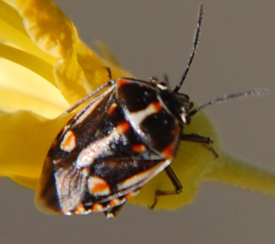 Painted Stink Bug, Bagrada hilaris, photo © by Mike Plagens