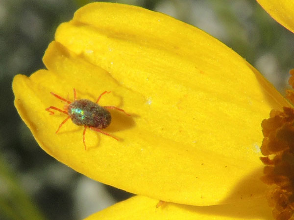 Balaustium, a red mite often seen running over sidewalks, photo © by Mike Plagens