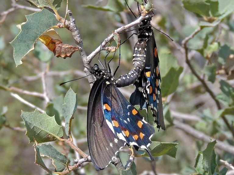 Battus philenor photo © by Mike Plagens