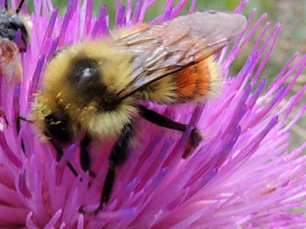 Bombus huntii photo © by Mike Plagens