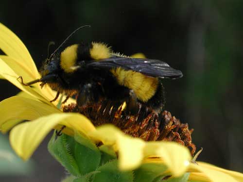 Bombus sonorus, Sonoran Desert Bumblebee, photo © by Mike Plagens