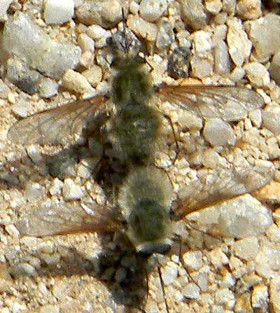 a pair of bee flies, possibly Anastoechus sp,  photo © by Mike Plagens