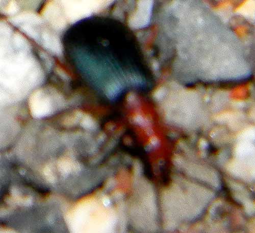 A fast-running Bombardier beetle, Brachinus, photo © by Mike Plagens